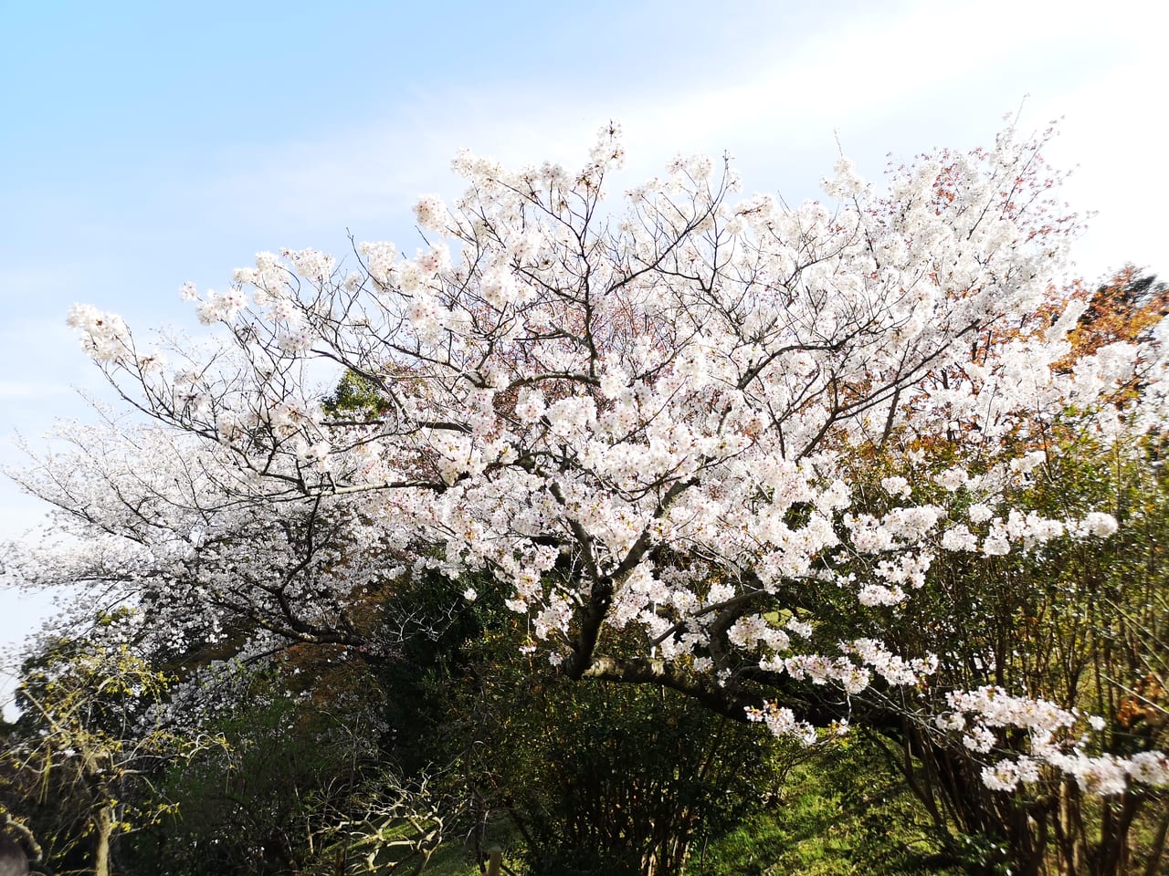 2023年須磨離宮公園