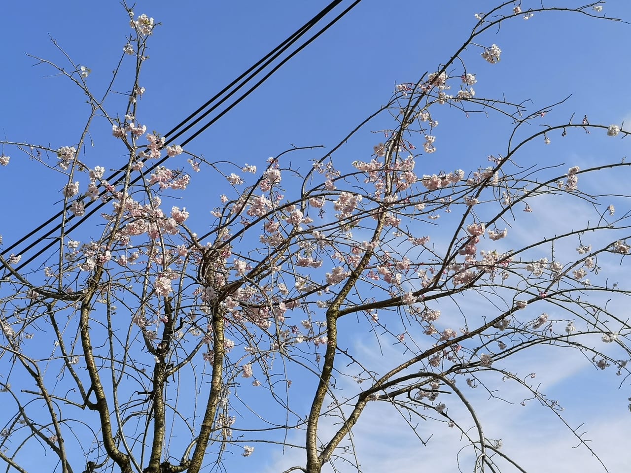 2023年綱敷天満宮