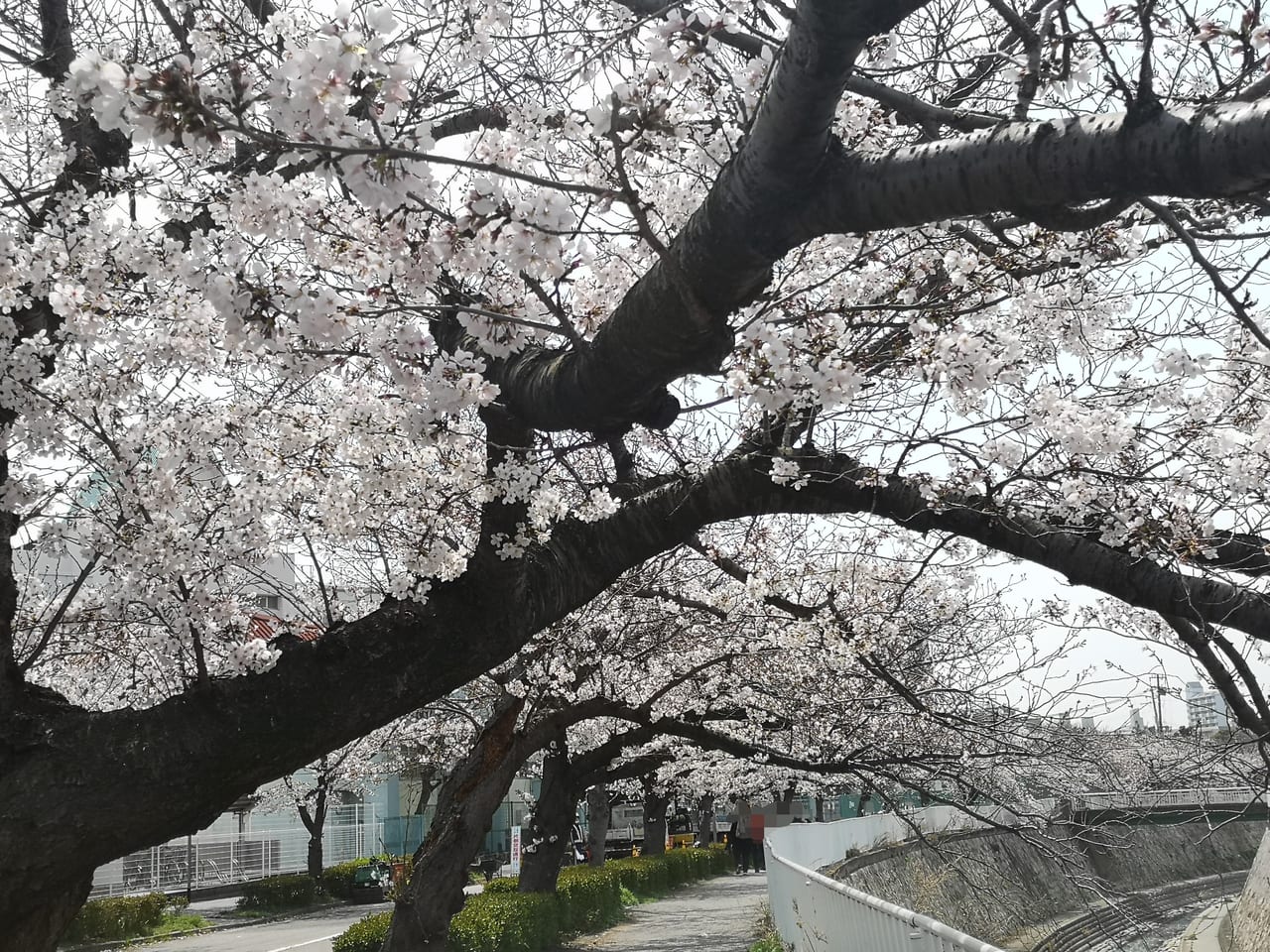 2023年妙法寺川公園