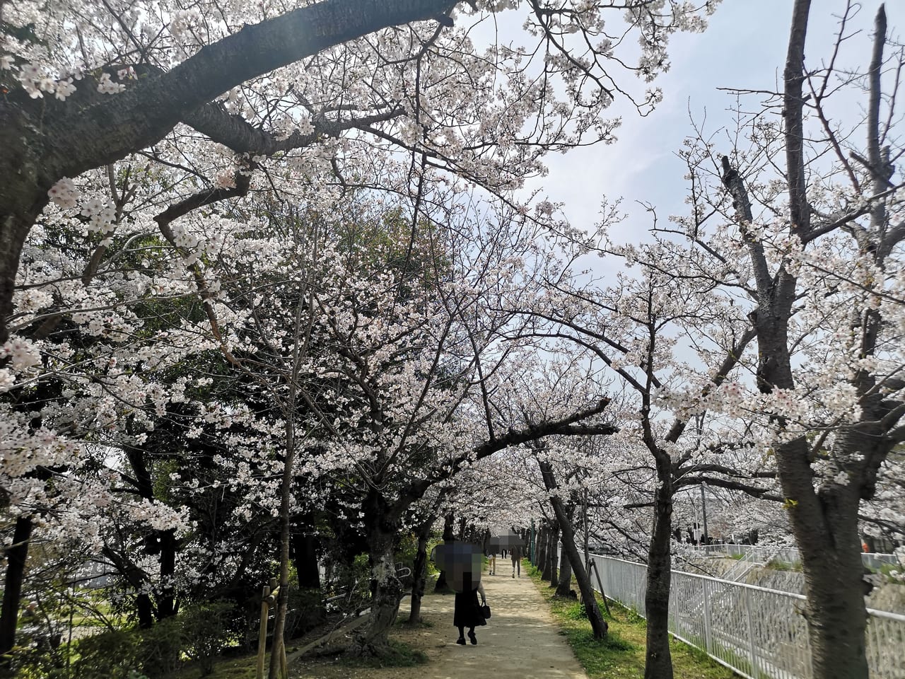 2023年妙法寺川公園