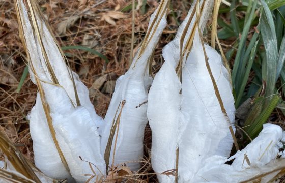 2023年神戸市立森林植物園