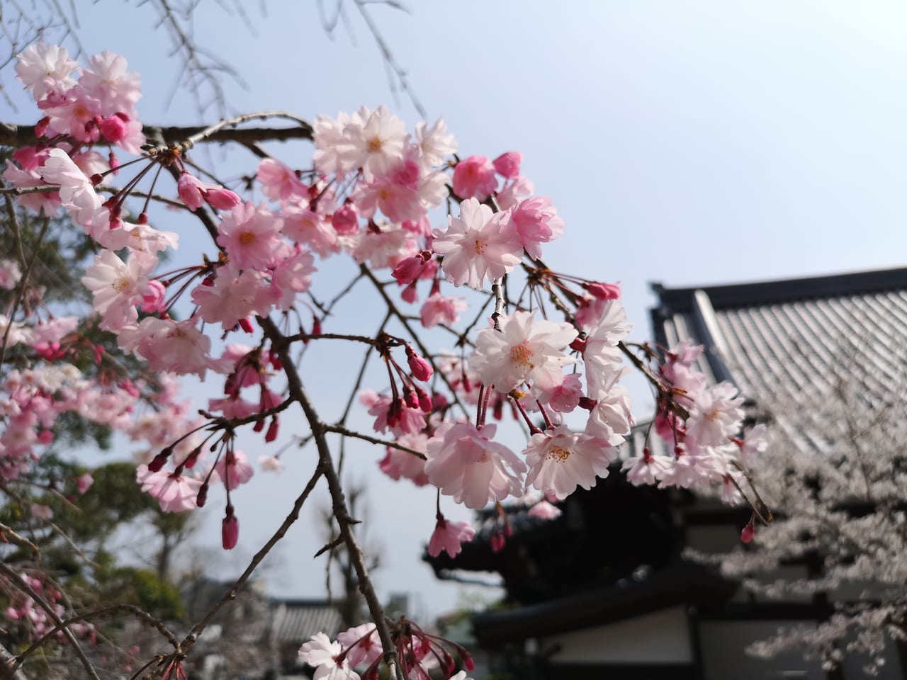 2023年須磨寺