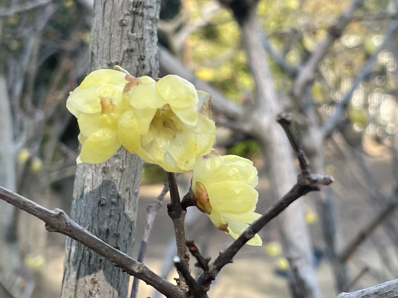 黄梅