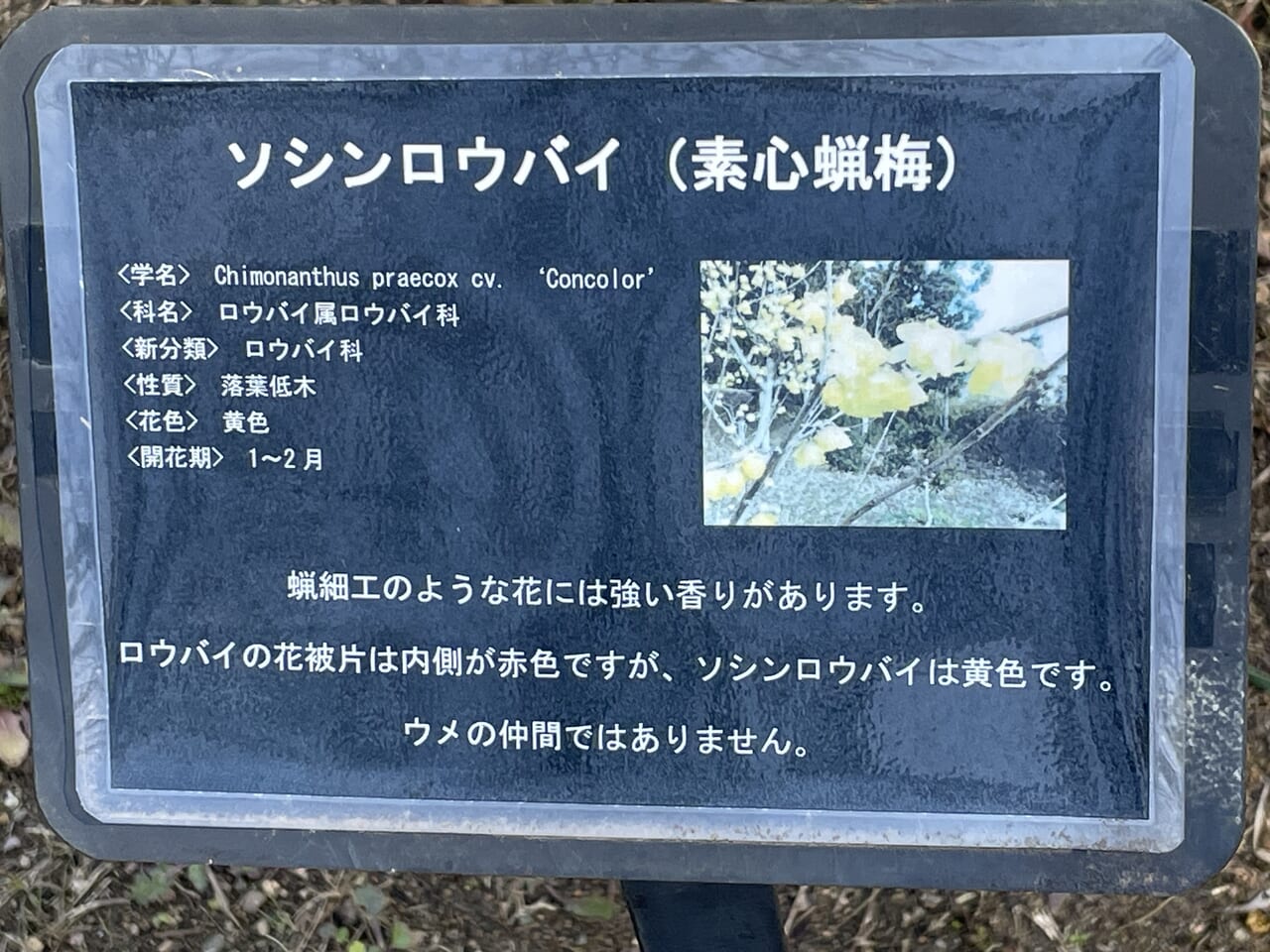素心蝋梅