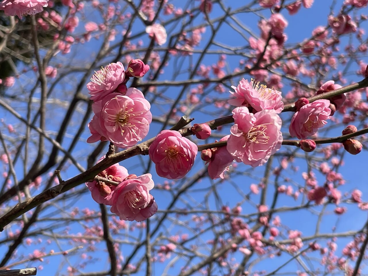 赤梅