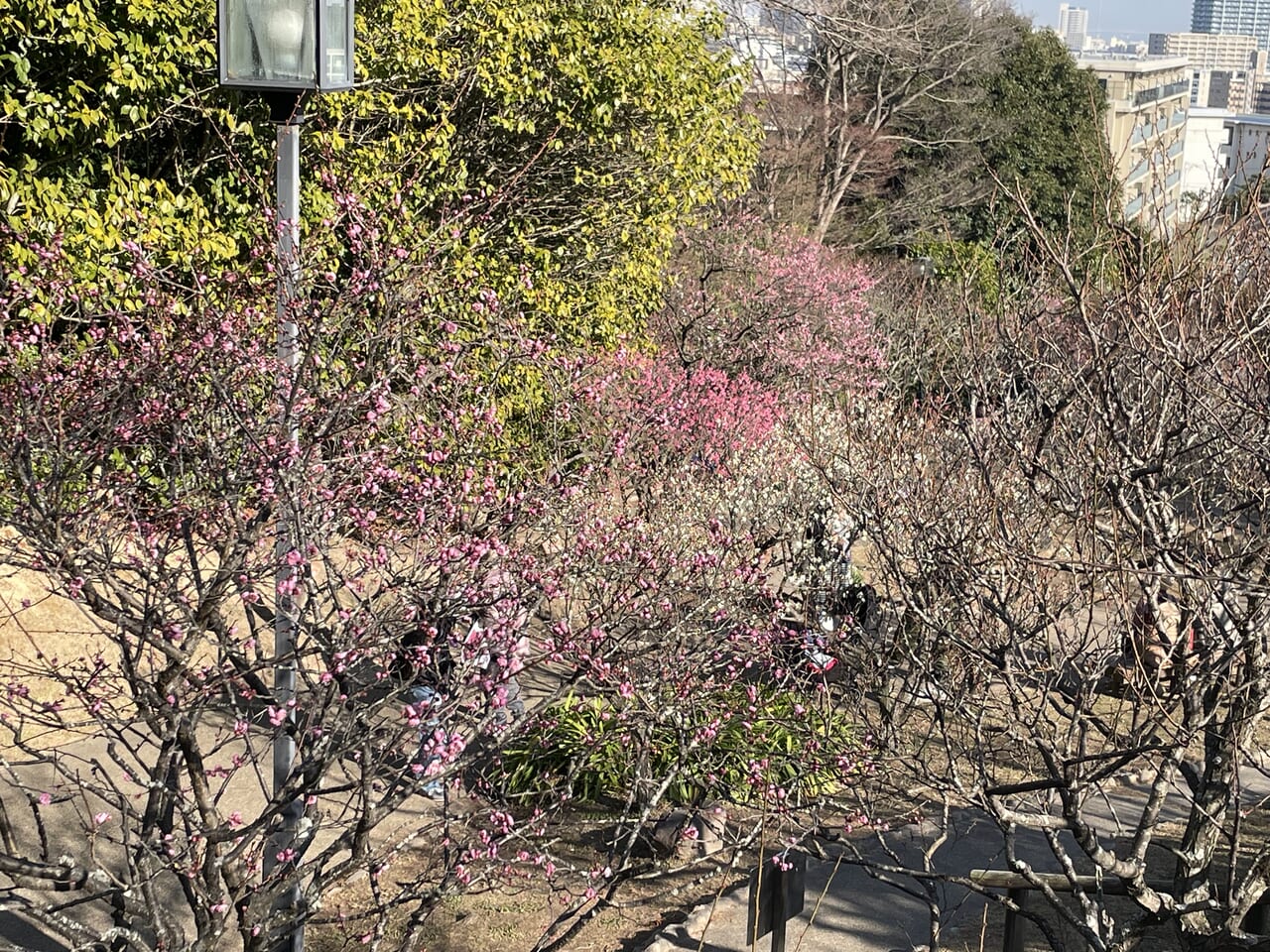ベンチ