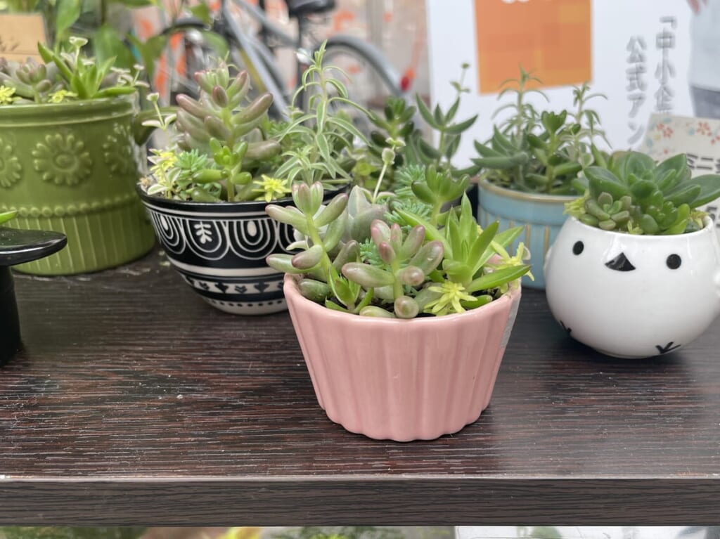 寄せ植え